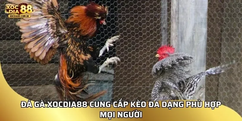 Đá gà Xocdia88 cung cấp kèo đa dạng phù hợp mọi người